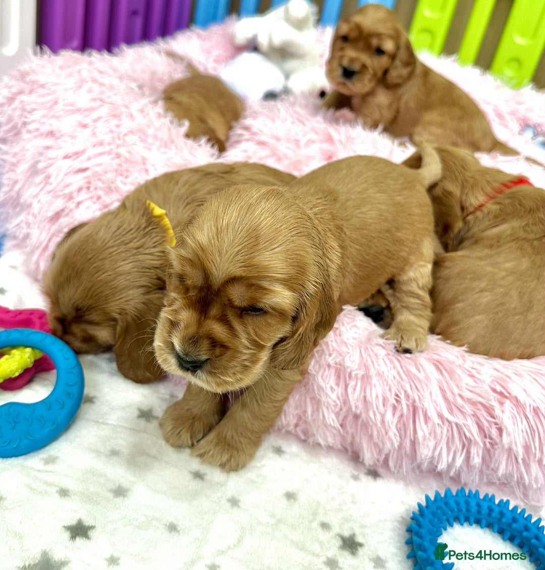 Cocker Spaniel dogs for sale: Top Quality KC Show Cockers FN PRCD-PRA CLEAR - Image 23