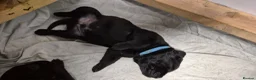 Labrador Retriever dogs for sale: Pure Labrador Retriever/ KC registered  - Advert 17