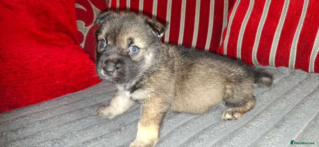 Mixed Breed dogs for sale: Siberian husky + Rus A Pei - Advert 16