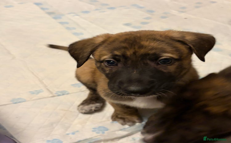 Mixed Breed dogs 8 beautiful pups for sale - Advert 4