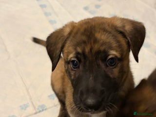 Mixed Breed dogs 8 beautiful pups for sale - Advert 3