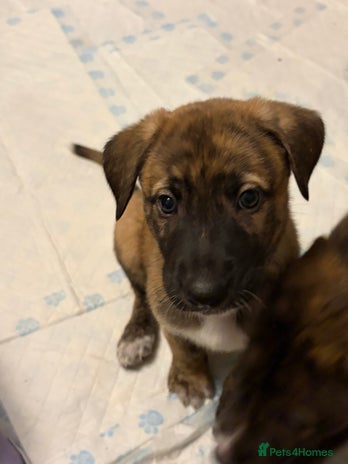 Mixed Breed dogs 8 beautiful pups for sale - Advert 4