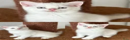 British Longhair cats for sale: Loving Blue Golden British Longhair Girls - Advert 3