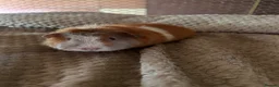 Guinea Pig rodents for sale: Lovely pure breed guinea pig girls  - Advert 2