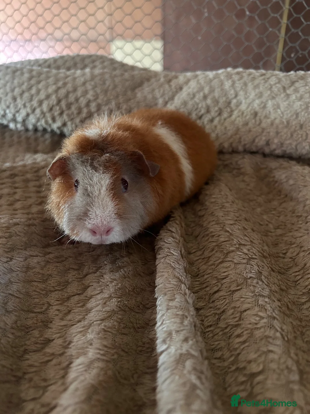 Guinea Pig rodents for sale: Lovely pure breed guinea pig girls  - Advert 2
