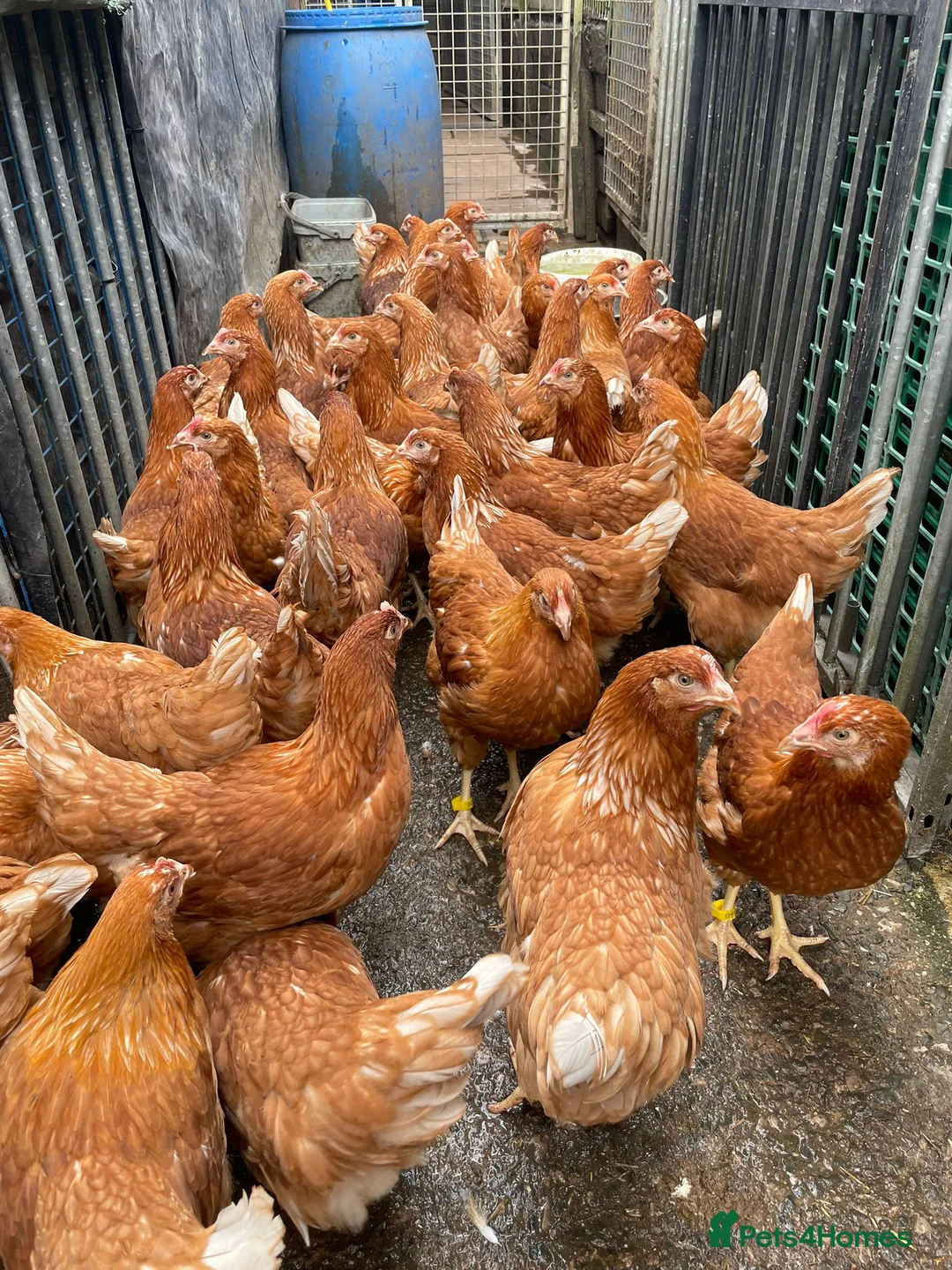 Chickens poultry for sale: Bovan Brown POL Pullets - Advert 2