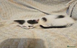 Mixed Breed cats for sale: 8 lovely kittens for sale - Image 8