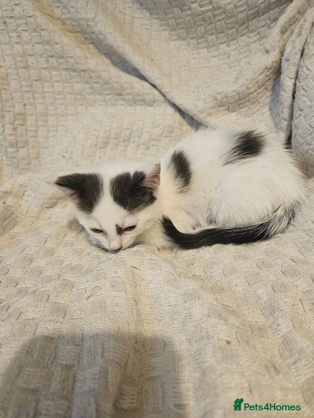 Mixed Breed cats for sale: 8 lovely kittens for sale - Image 8