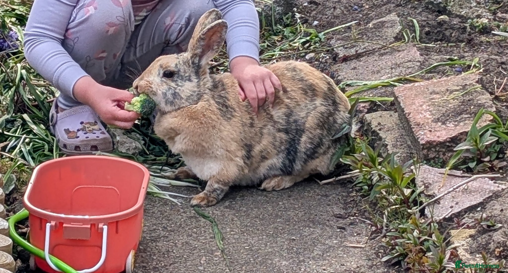 Mixed Breed rabbits for sale: Baby rabbits  - Advert 2