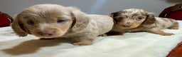 Miniature Dachshund dogs for sale: Dachshund miniature long hair - Advert 24
