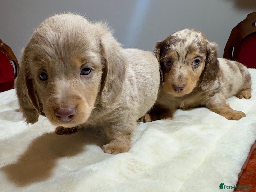 Miniature Dachshund dogs for sale: Dachshund miniature long hair - Advert 24