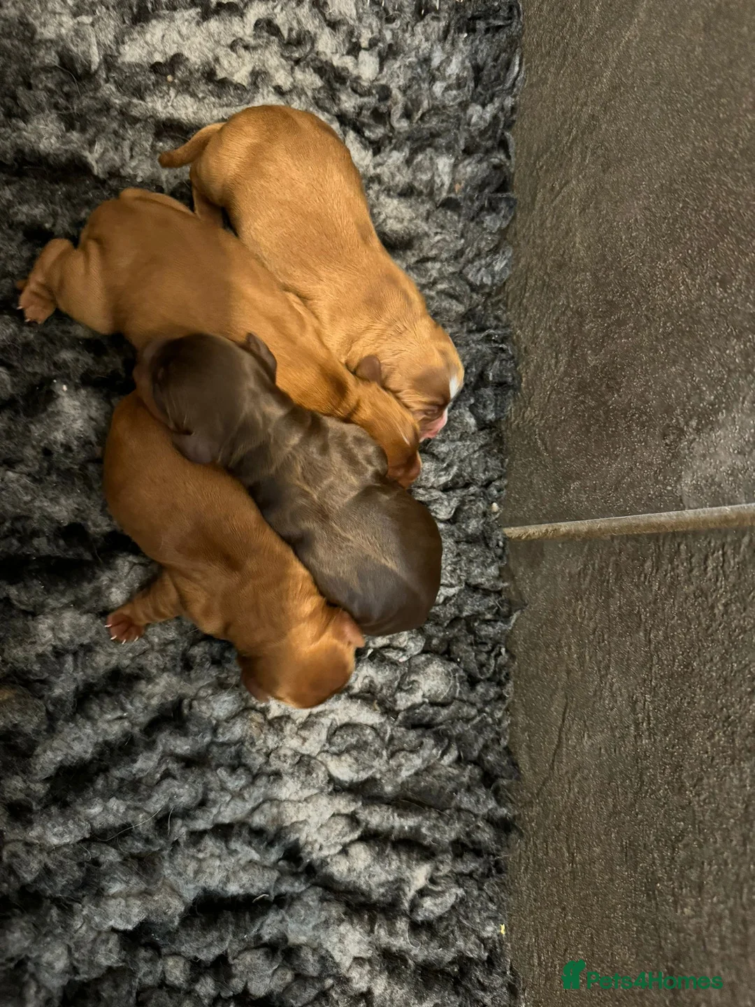 Cocker Spaniel dogs for sale: 🐶KC REGISTERED COCKER SPANIEL PUPPYS DUE SOON  - Advert 8