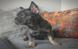 French Bulldog dogs for sale: KC registered ready to go french bulldog puppies  - Image 2