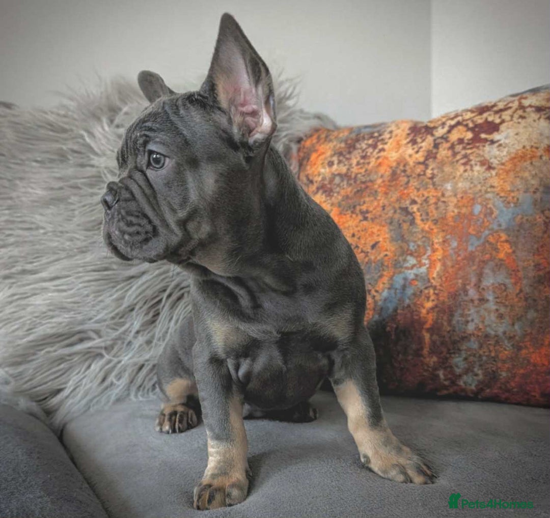 French Bulldog dogs for sale: KC registered ready to go french bulldog puppies  - Image 2