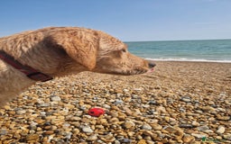 Labrador Retriever dogs for sale: Beautiful lab, dna tested 100% labrador retriever - Advert 8