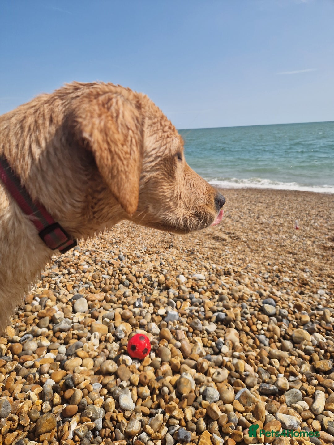 Labrador Retriever dogs for sale: Beautiful lab, dna tested 100% labrador retriever - Advert 8