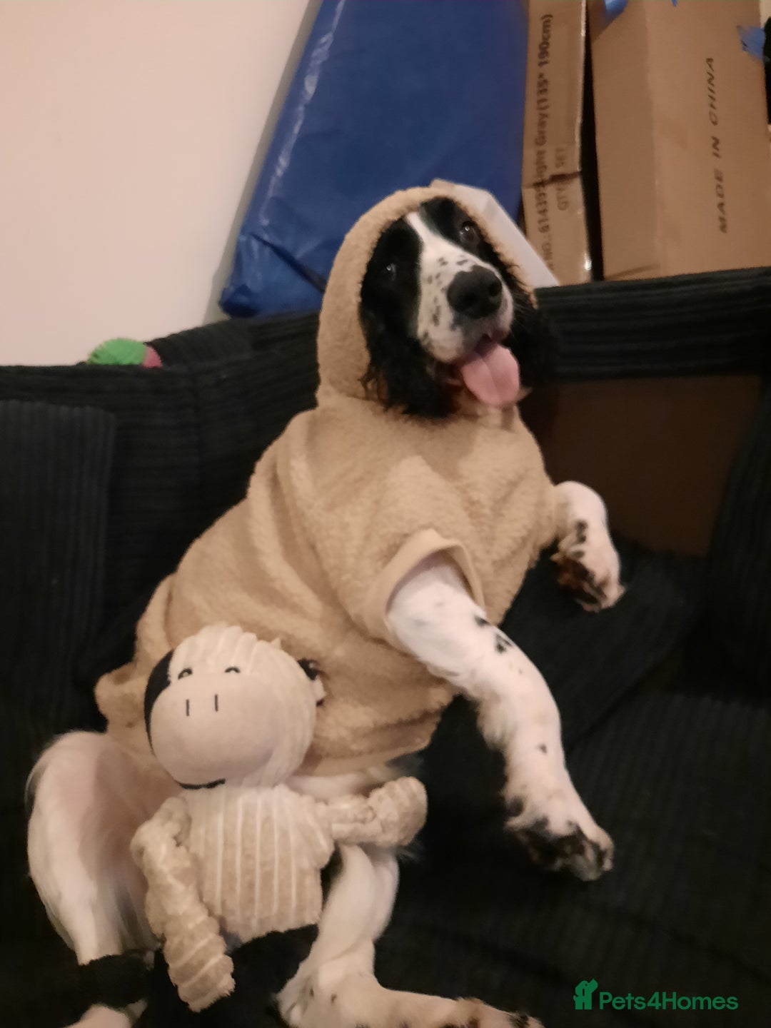 English Springer Spaniel dogs for sale: He loveable and fun  - Advert 4