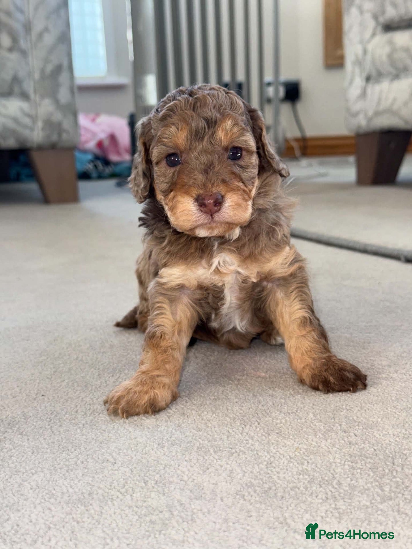 Cockapoo dogs Cockapoo puppies - Advert 6