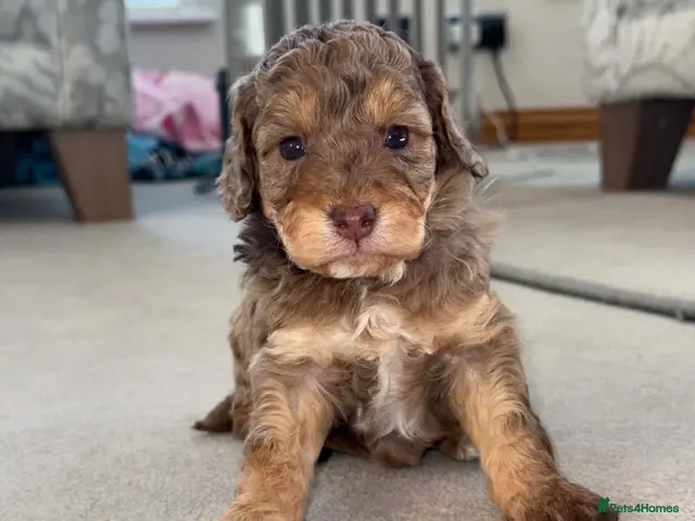 Cockapoo dogs for sale: Cockapoo puppies - Advert 12