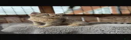 British Shorthair cats for sale: Ready to go!!! - Advert 26