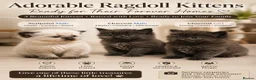 Ragdoll cats for sale: 2 beautiful ragdolls ready for their forever home - Advert 12