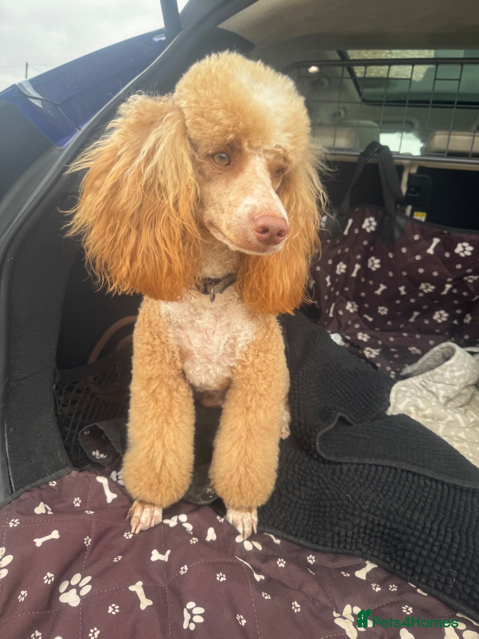 Cockapoo dogs F1 Cockapoos ..5🌟licenced breeder - Advert 2