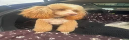 Cockapoo dogs for sale: F1 Cockapoos ..5🌟licenced breeder - Advert 2