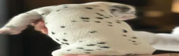 Dalmatian dogs for sale: Black and white puppies  - Advert 30