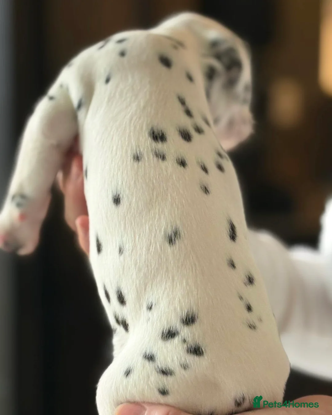 Dalmatian dogs for sale: Black and white puppies  - Advert 30