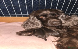 Cocker Spaniel dogs for sale: Cocker Spaniel Show type Chocolate Puppies  - Image 6