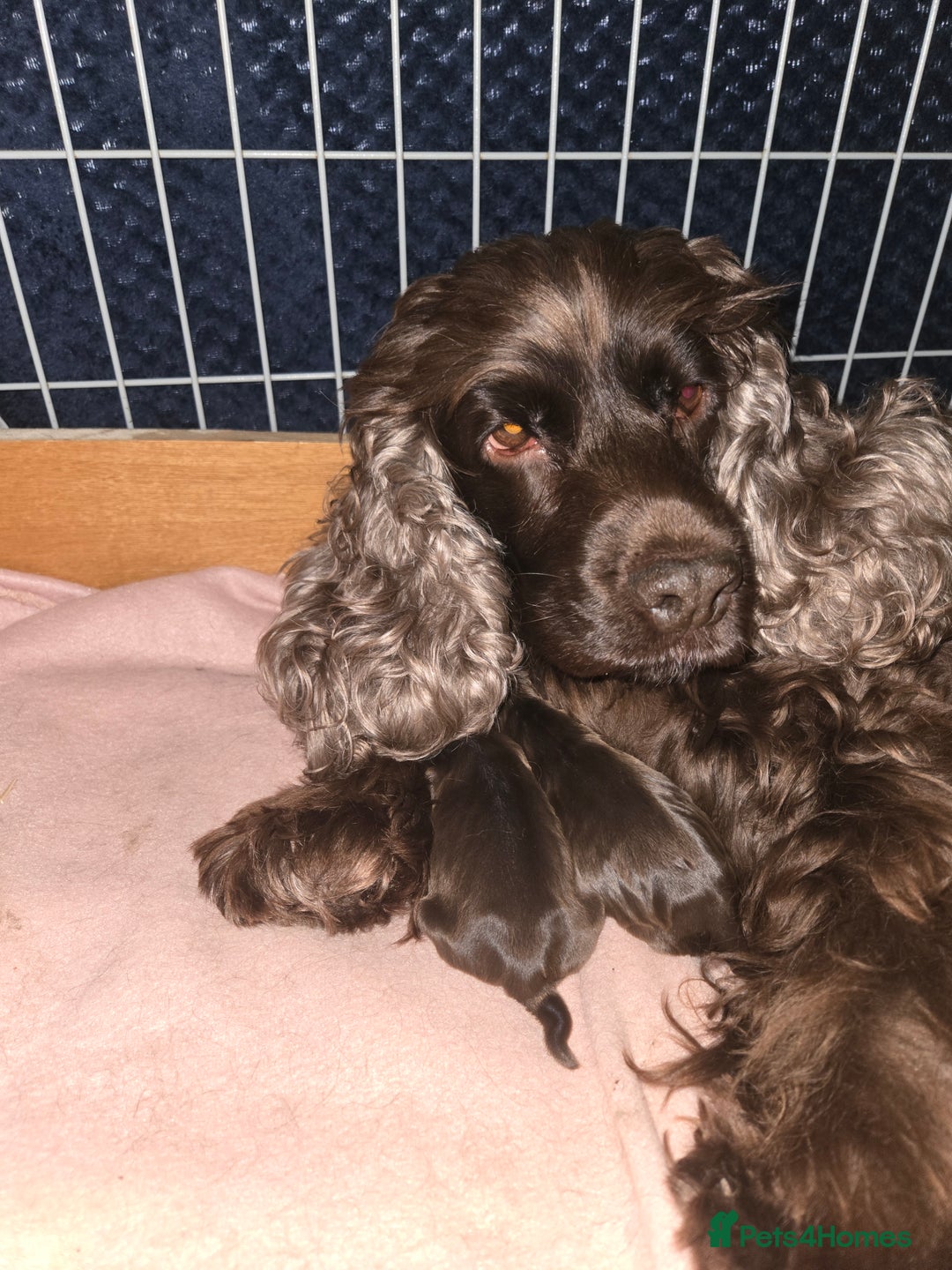Cocker Spaniel dogs for sale: Cocker Spaniel Show type Chocolate Puppies  - Image 6