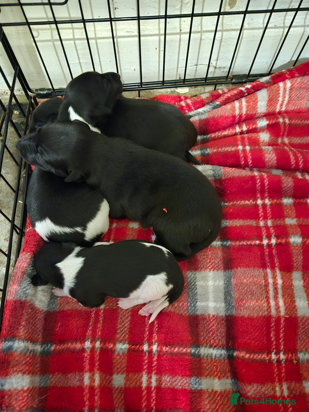 Whippet dogs for sale: Kc registered whippets  - Advert 3