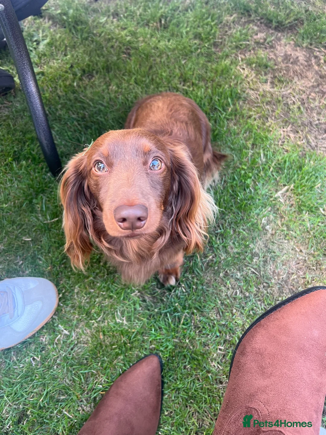 Miniature Dachshund dogs for stud: Remi Masterson in Grimsby - Advert 1