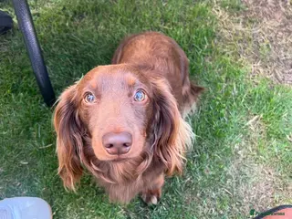 Miniature Dachshund dogs Remi Masterson - Advert 1