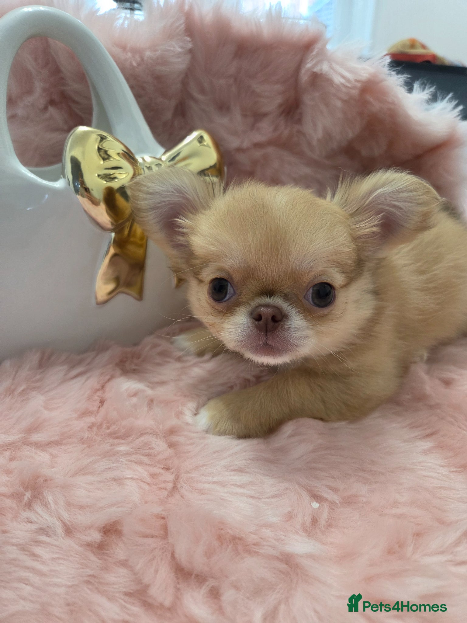 Chihuahua dogs Quality Thai blood line puppys - Advert 2