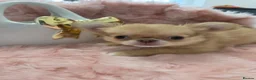 Chihuahua dogs for sale: Quality Thai blood line puppys - Advert 2