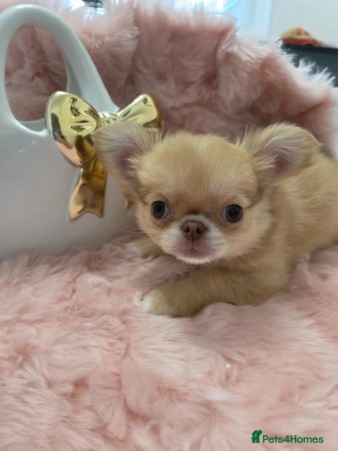 Chihuahua dogs for sale: Quality Thai blood line puppys - Advert 2