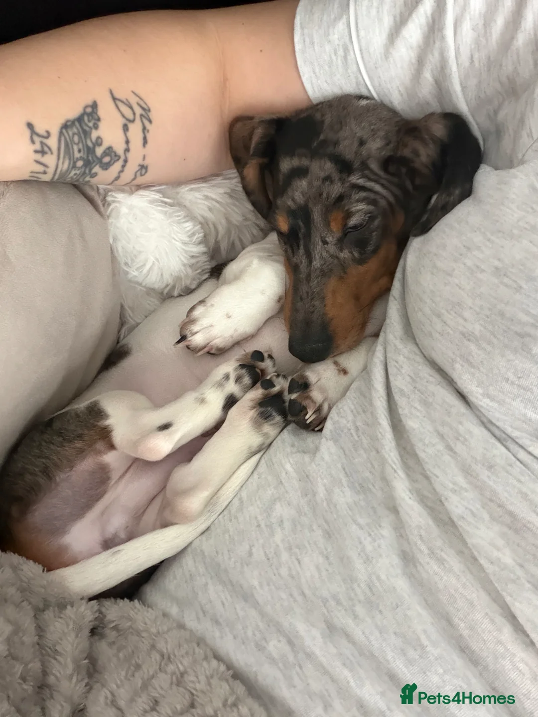 Miniature Dachshund dogs for sale: Miniature dachshund Tri Dapple - Advert 2