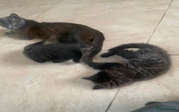 Mixed Breed cats for sale: Russian blu mix  - Image 16