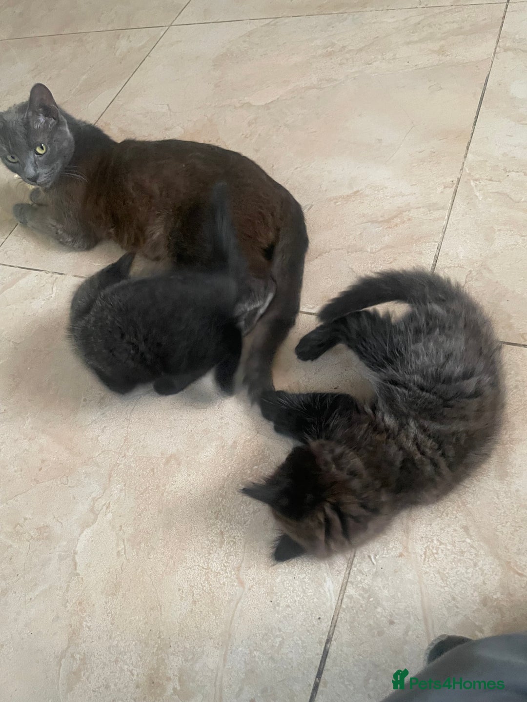 Mixed Breed cats for sale: Russian blu mix  - Image 16