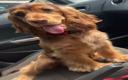 Cocker Spaniel dogs for sale: Outstanding KC Show Cockers 🐾 - Image 18