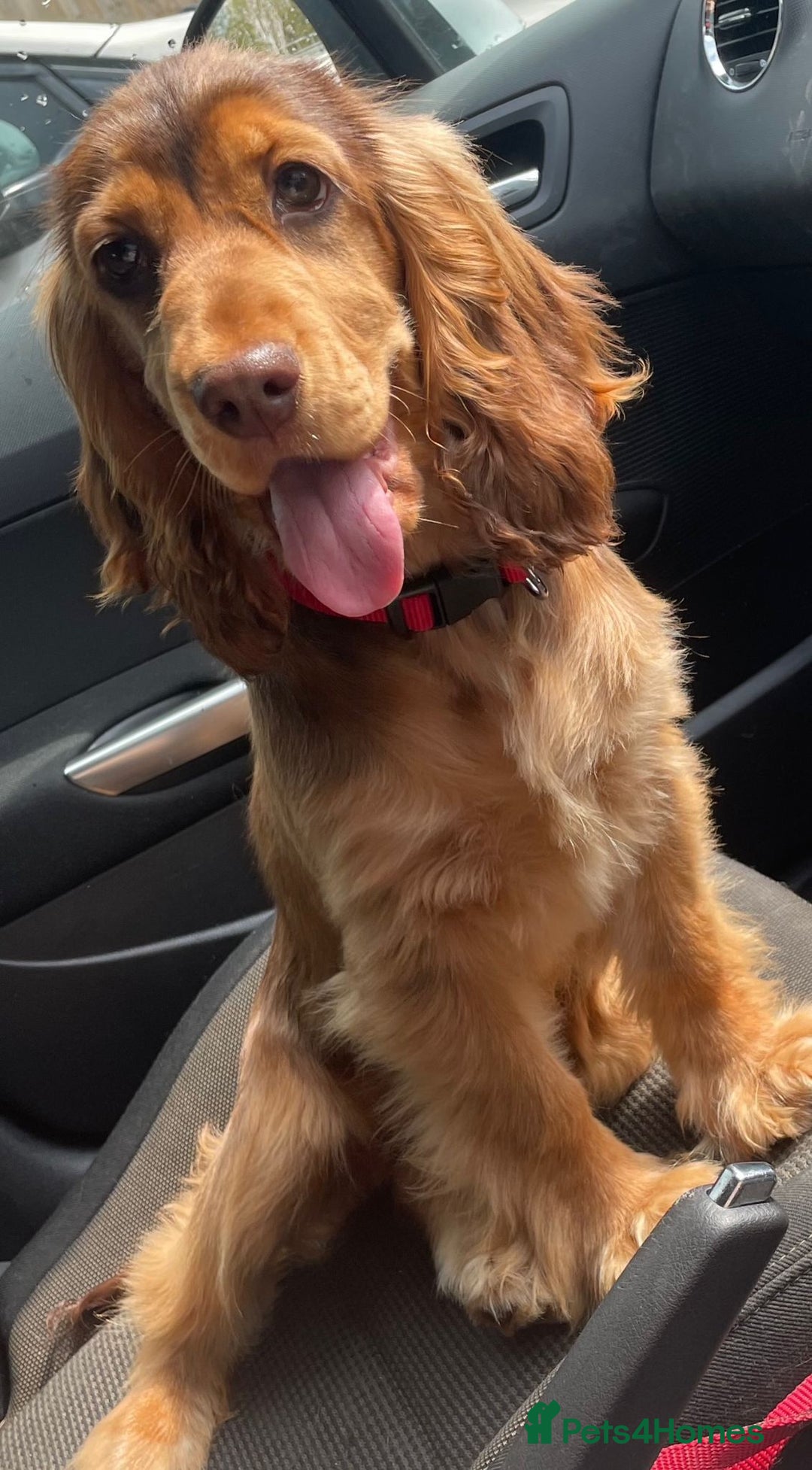 Cocker Spaniel dogs for sale: Outstanding KC Show Cockers 🐾 - Image 18