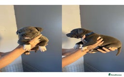 Staffordshire Bull Terrier dogs for sale: 8 blue staff puppies - Image 2