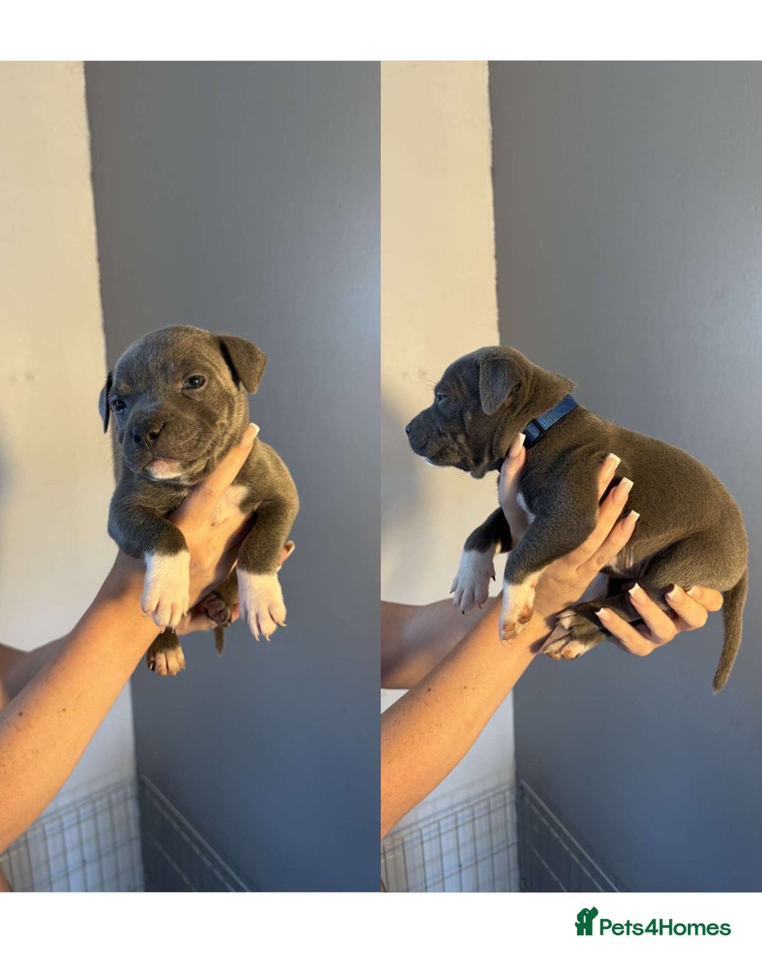 Staffordshire Bull Terrier dogs for sale: 8 blue staff puppies - Image 2