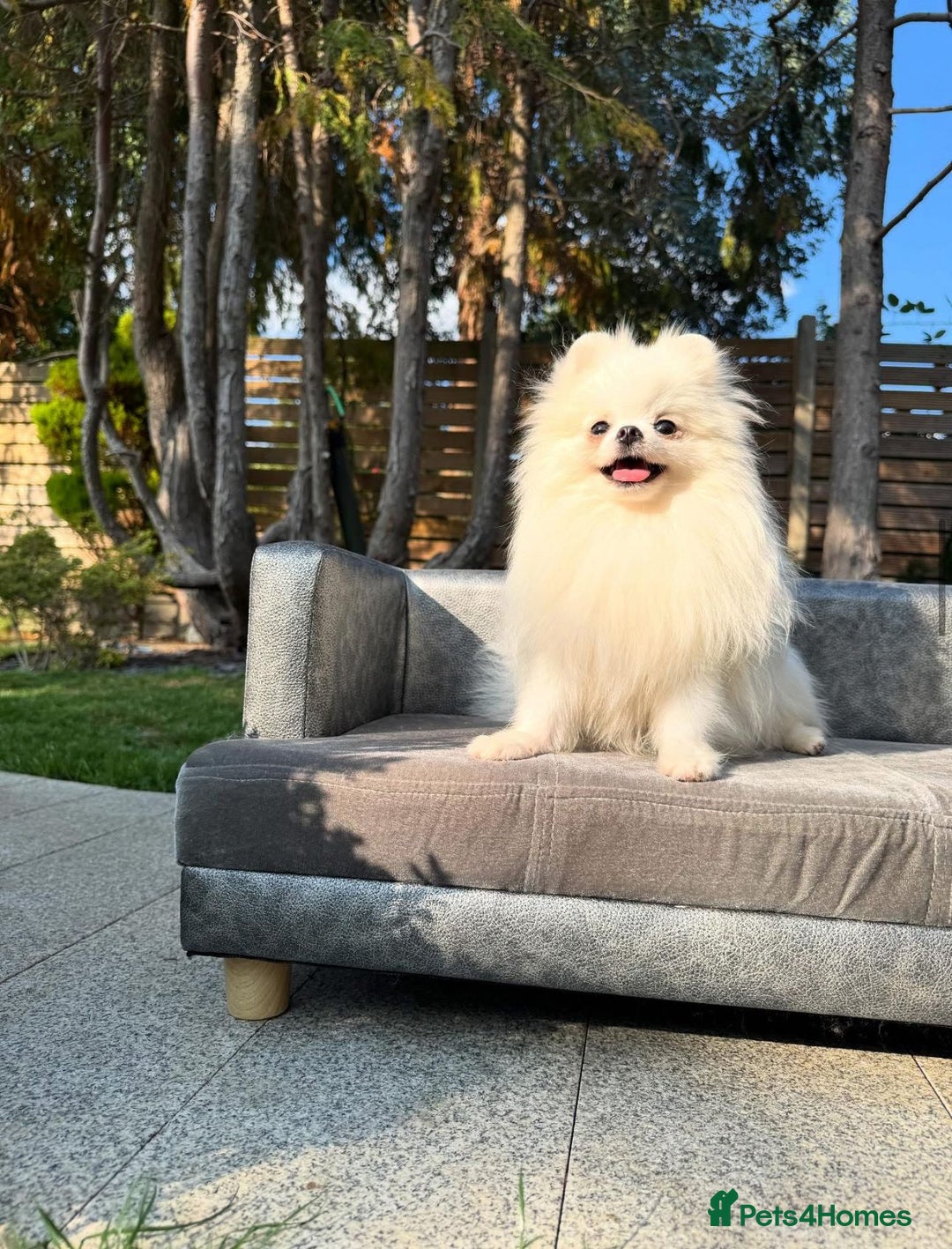 Pomeranian dogs for sale: White and Orange Pomeranian Boys - Image 2