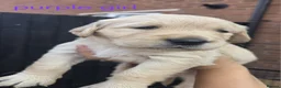 Golden Retriever dogs for sale: 7 KC registered Golden Retriever puppies available - Advert 9
