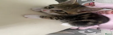 Maine Coon Kitten 6