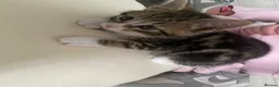 Maine Coon cats for sale: Maine Coon kittens  in Abingdon - Advert 10