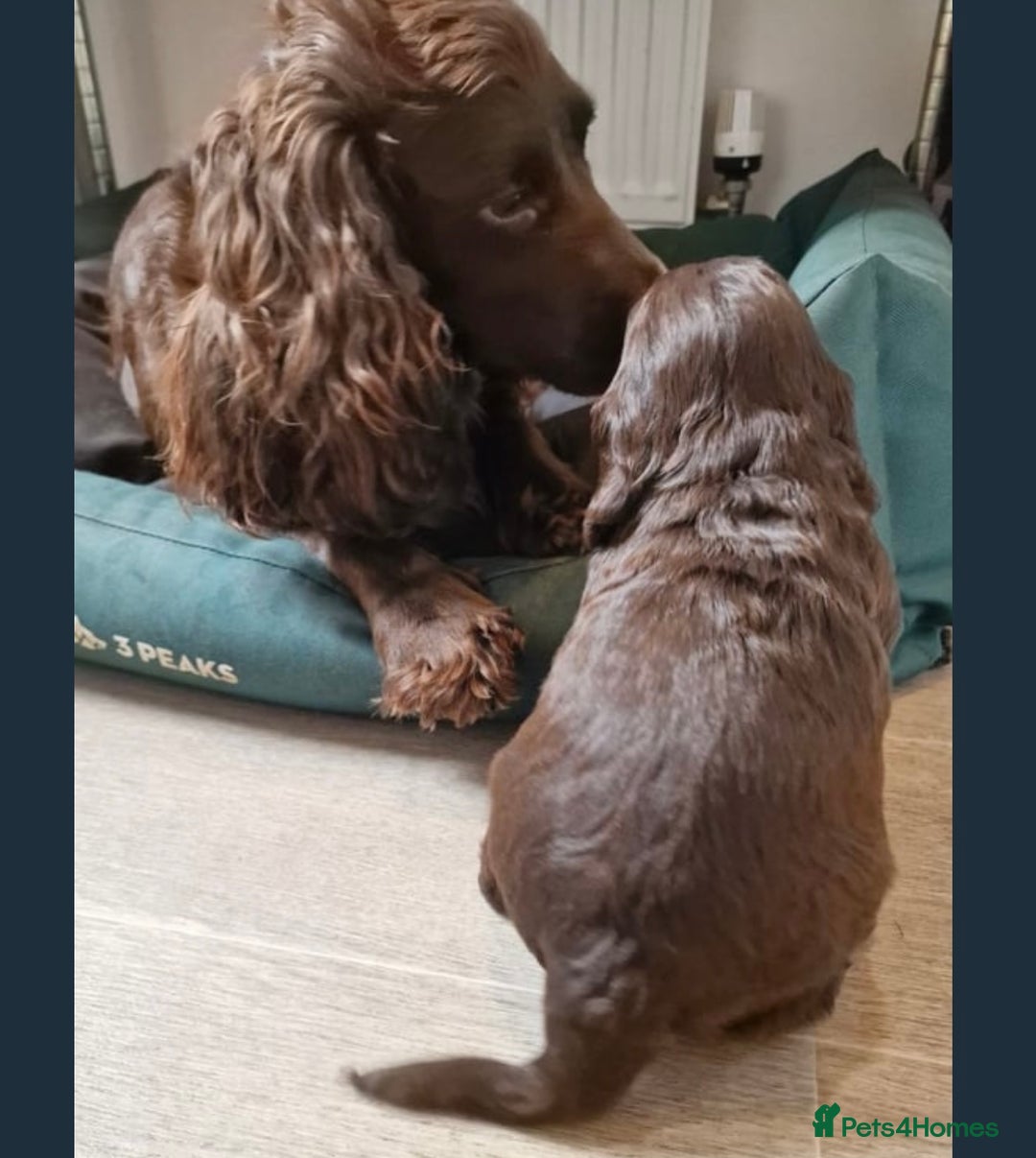 Cocker Spaniel dogs for sale: Stunning male cocker spaniel puppy pedigree - Image 17