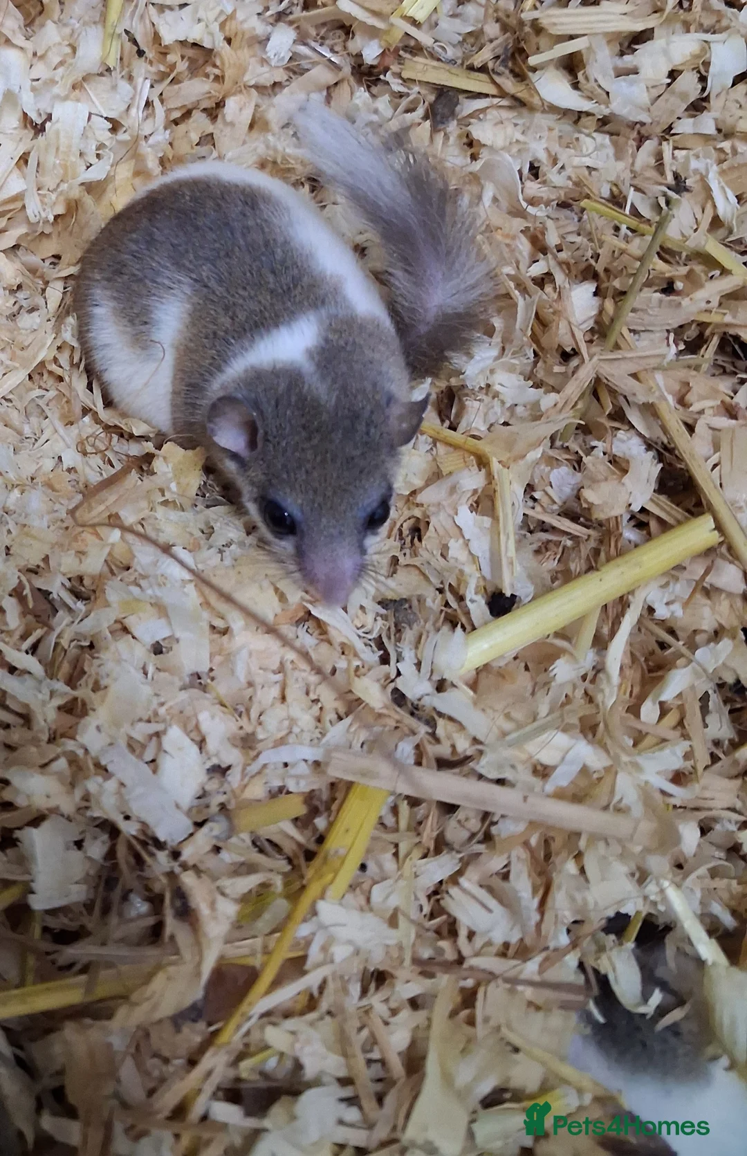 Mouse rodents for sale: African Pygmy Pied Door Mice  - Advert 9